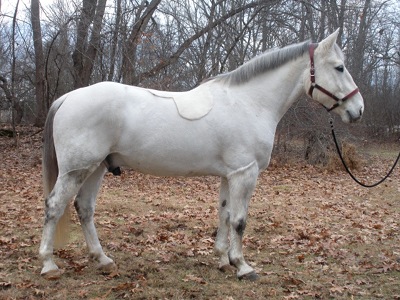 Brewster, Irish Draught gelding, by Harkaway Lionhawk